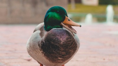 Image of a duck smile with its beack open